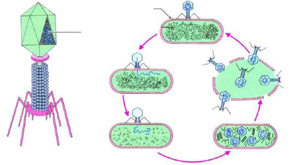 bacteriofagi împotriva cistitei