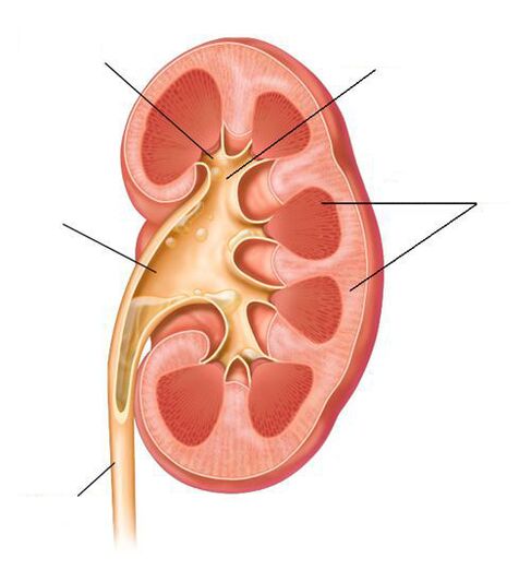 pielonefrita acută ca o complicație a cistitei